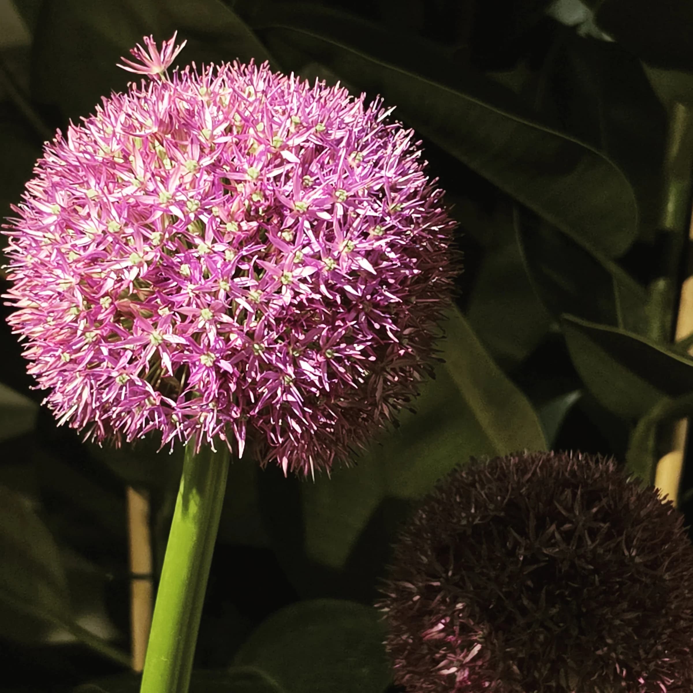 Allium Fiorito