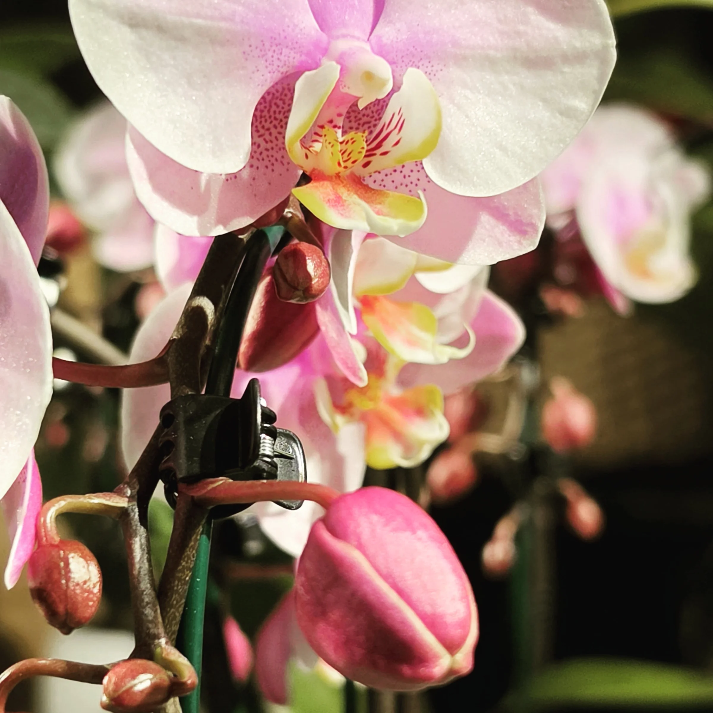 Phalenopsis Variegato