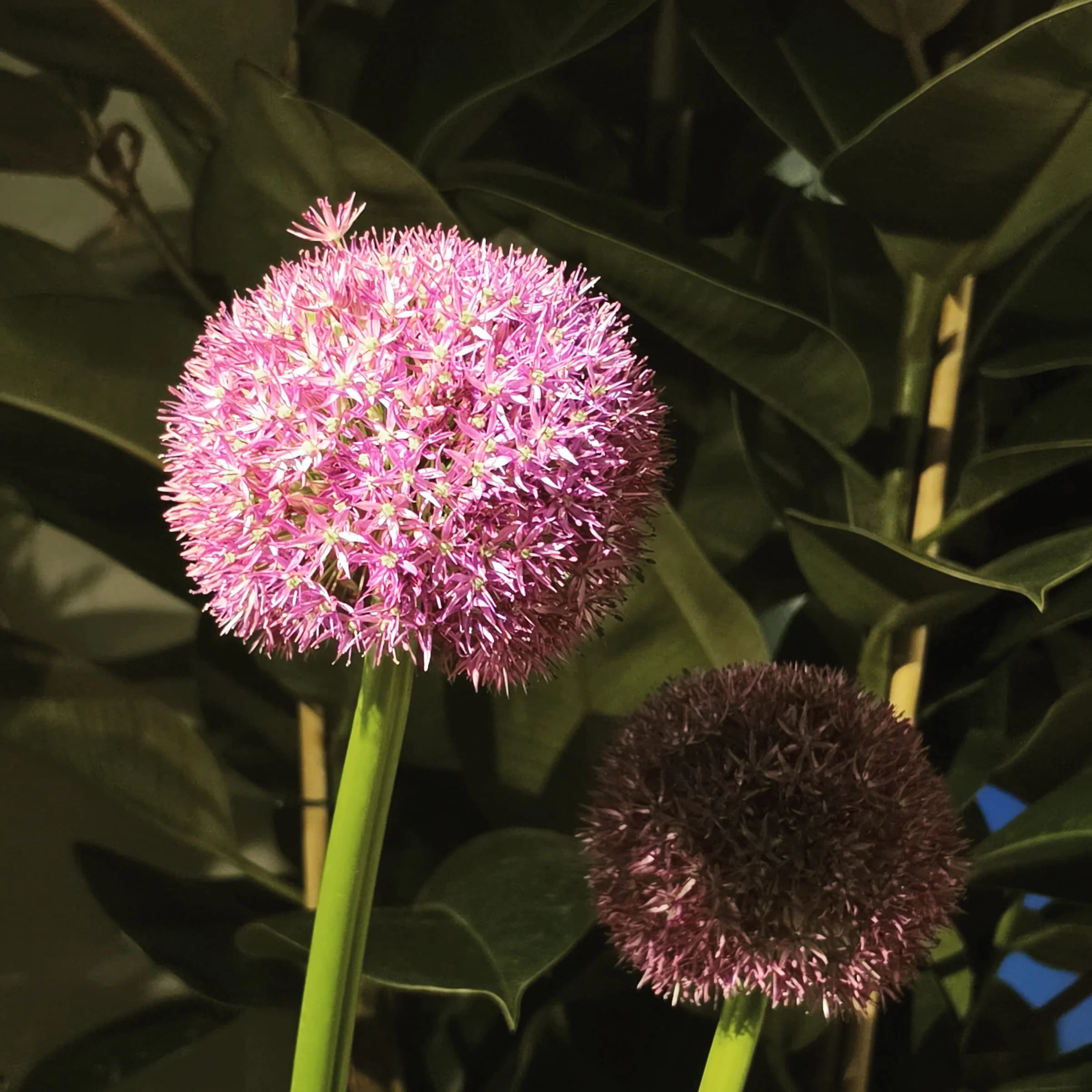 Allium in Fiore