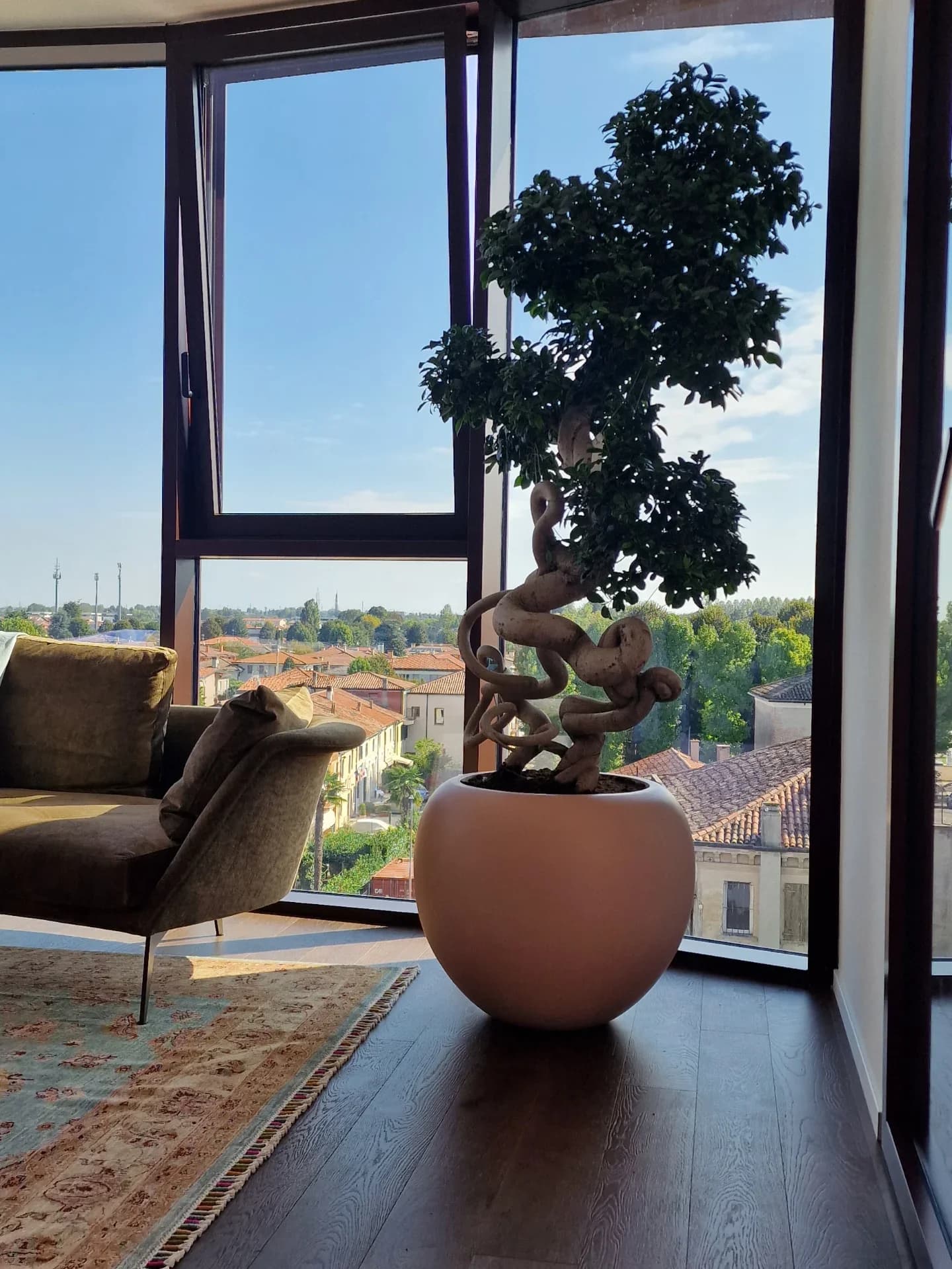 Ficus Beniamino