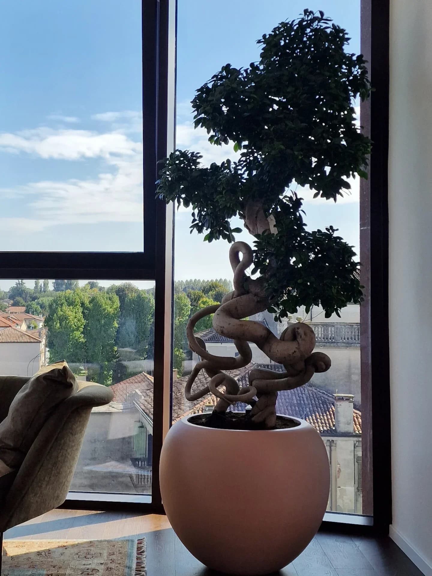 Ficus Beniamino
